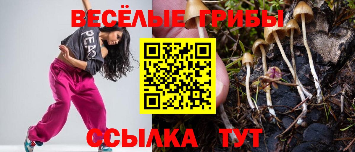 Галлюциногенные грибы прущие грибы Черняховск
